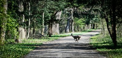 Ein Reh im Park von Laxenburg. Schlagworte: B&auml;ume, Fr&uuml;hling, Natur, Park, Pflanzen, Reh