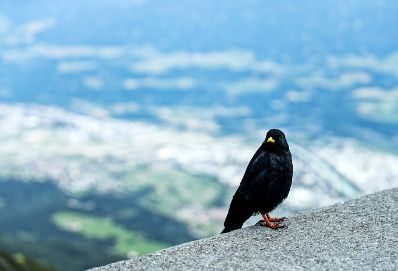 Eine Berglandschaft in Tirol. Schlagw&ouml;rter: Berge, Natur, Wald, W&auml;lder, Wiese, Stein, Gestein, Holz, Ger&ouml;ll, Schnee, Bergdohle, Vogel