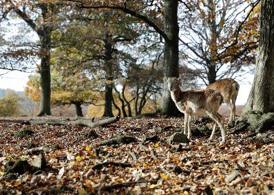 Freilaufendes Wild in einem Tierpark. Schlagw&ouml;rter: Widder, Rehe, Wildtier, Baum, B&auml;ume, Wald, Natur, Tiere, Herbst, Rat f&uuml;r Umwelt, ENVI