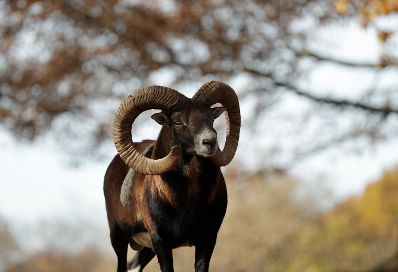 Ein freilaufender Widder in einem Tierpark. Schlagw&ouml;rter: Widder, Baum, B&auml;ume, Wald, Natur, Tiere, Herbst, Rat f&uuml;r Umwelt, ENVI