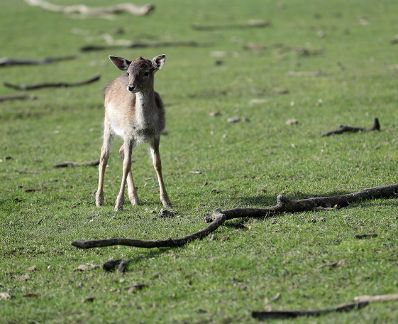 Freilaufendes Wild in einem Tierpark. Schlagw&ouml;rter: Widder, Rehe, Wildtier, Baum, B&auml;ume, Wald, Natur, Tiere, Herbst, Rat f&uuml;r Umwelt, ENVI