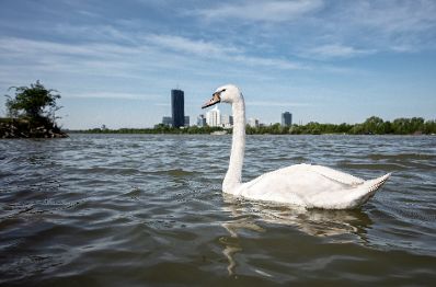 Geb&auml;ude und Impressionen der Donauinsel und der Donaustadt. Schlagw&ouml;rter: Donau, DC Towers, Donau City Towers, Donauinsel, Wasser, Schwan