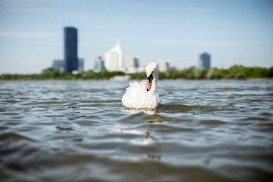 Geb&auml;ude und Impressionen der Donauinsel und der Donaustadt. Schlagw&ouml;rter: Donau, DC Towers, Donau City Towers, Donauinsel, Wasser, Schwan