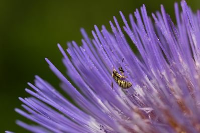 Eine Wespe in einer violetten Blume. Schlagw&ouml;rter: Violett, Lila, Wespe