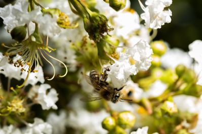 Eine Biene auf einer wei&szlig;en Blume. Schlagw&ouml;rter: Wei&szlig;, Blume, Biene