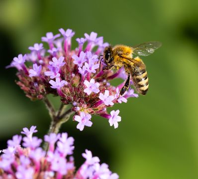 Eine Biene auf einer violetten Blume. Schlagw&ouml;rter: Violett, Lila, Biene