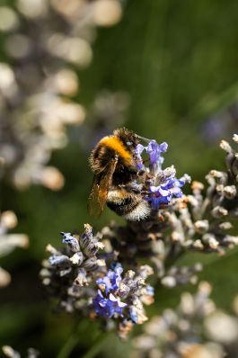 Eine Hummel auf einer violetten Blume. Schlagw&ouml;rter: Violett, Lila, Hummel
