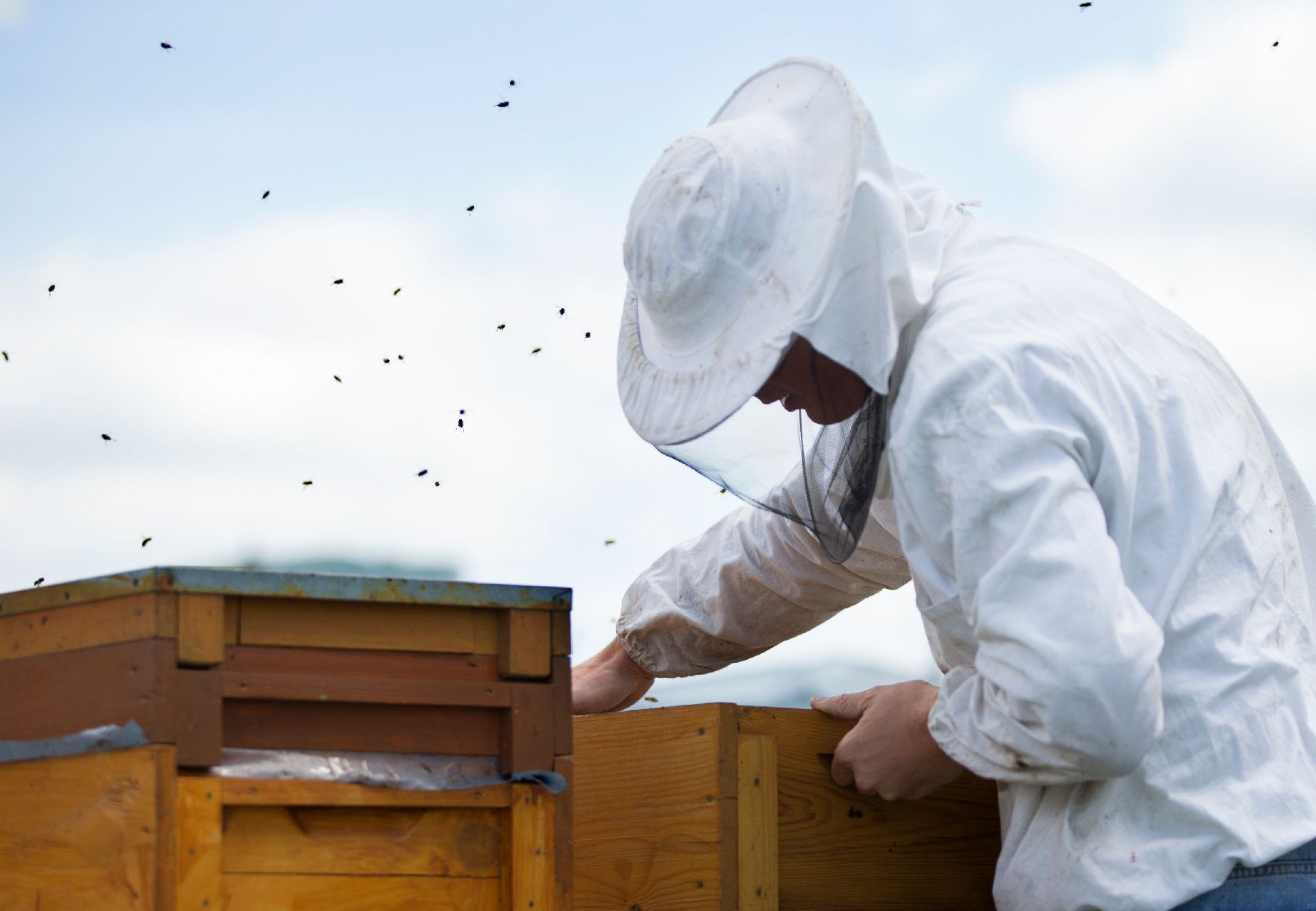 Bienen auf ihren Waben in der Hand eines Imkers. Schlagwörter: Bienen, Insekten, Natur, Tier, Imker, Imkerei, Rat für Landwirtschaft und Fischerei, AGRIFISH, Rat für Umwelt, ENVI
