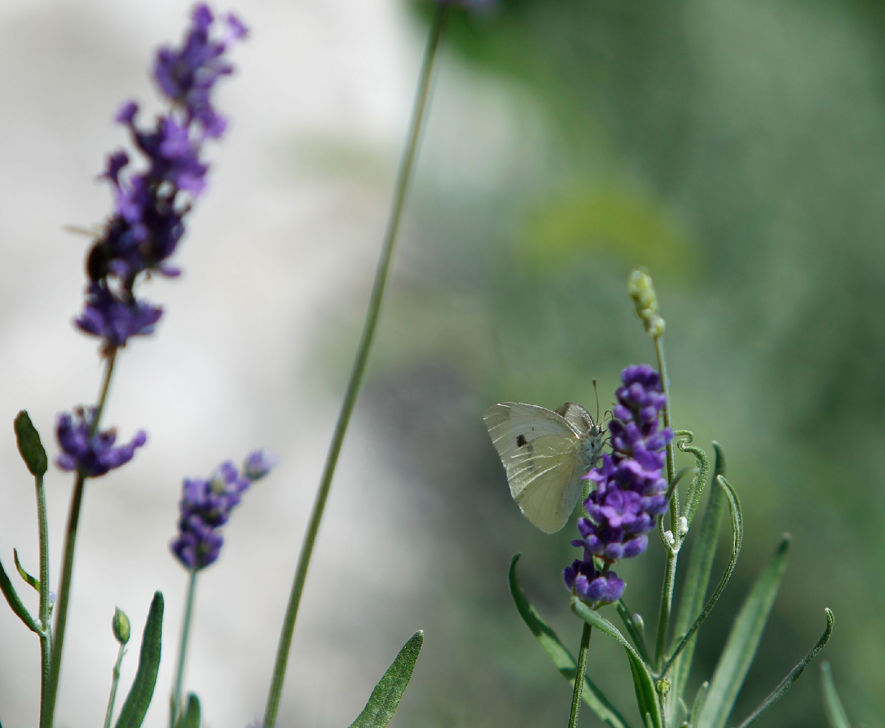 Ein Schmetterling auf violett blühendem Lavendel. Schlagworte: Blume, Blüte, Natur, Pflanze, Tier