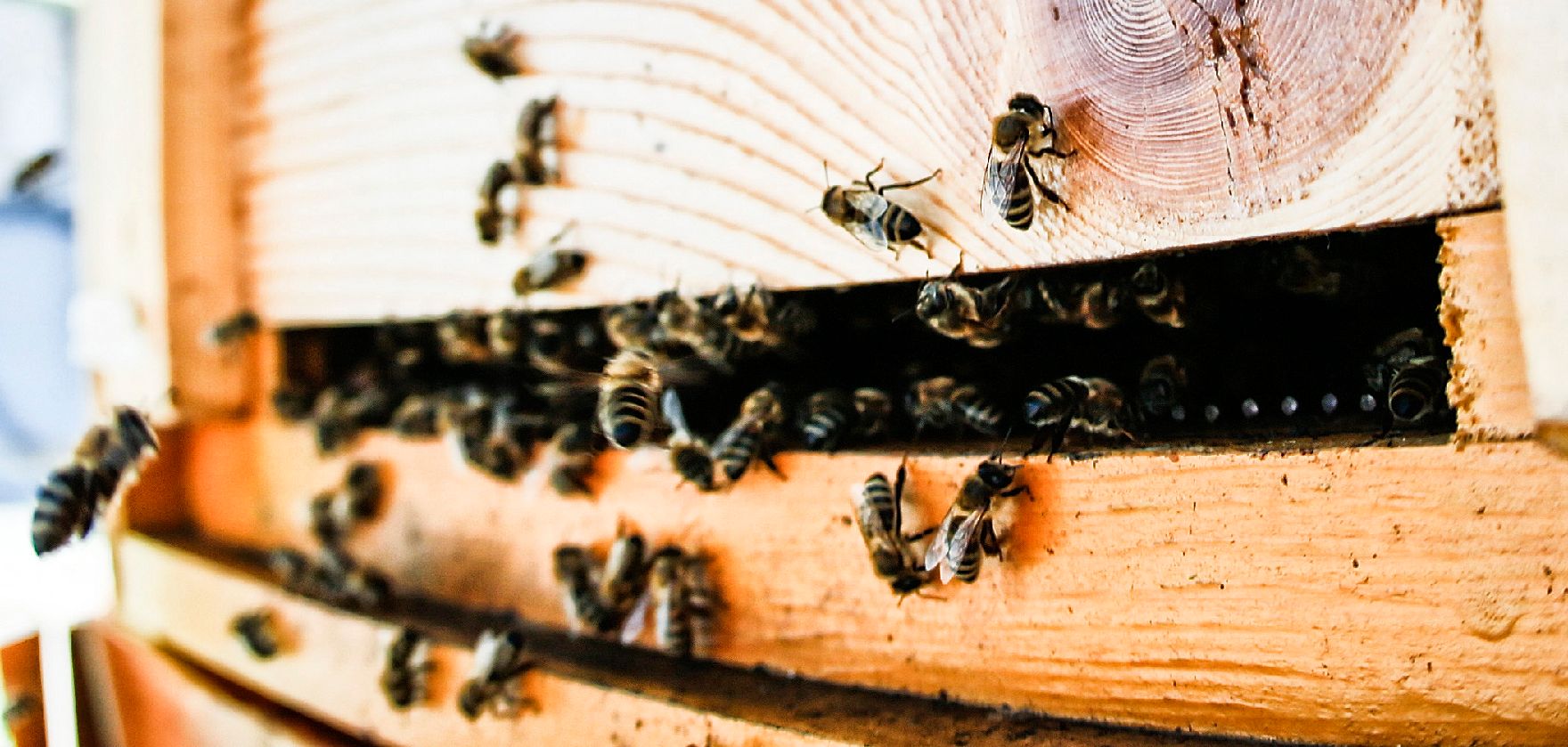 Bienen bei einem Bienenstock auf dem Dach des Bundeskanzleramtes. Schlagworte: Bienen, Insekten, Natur, Tier