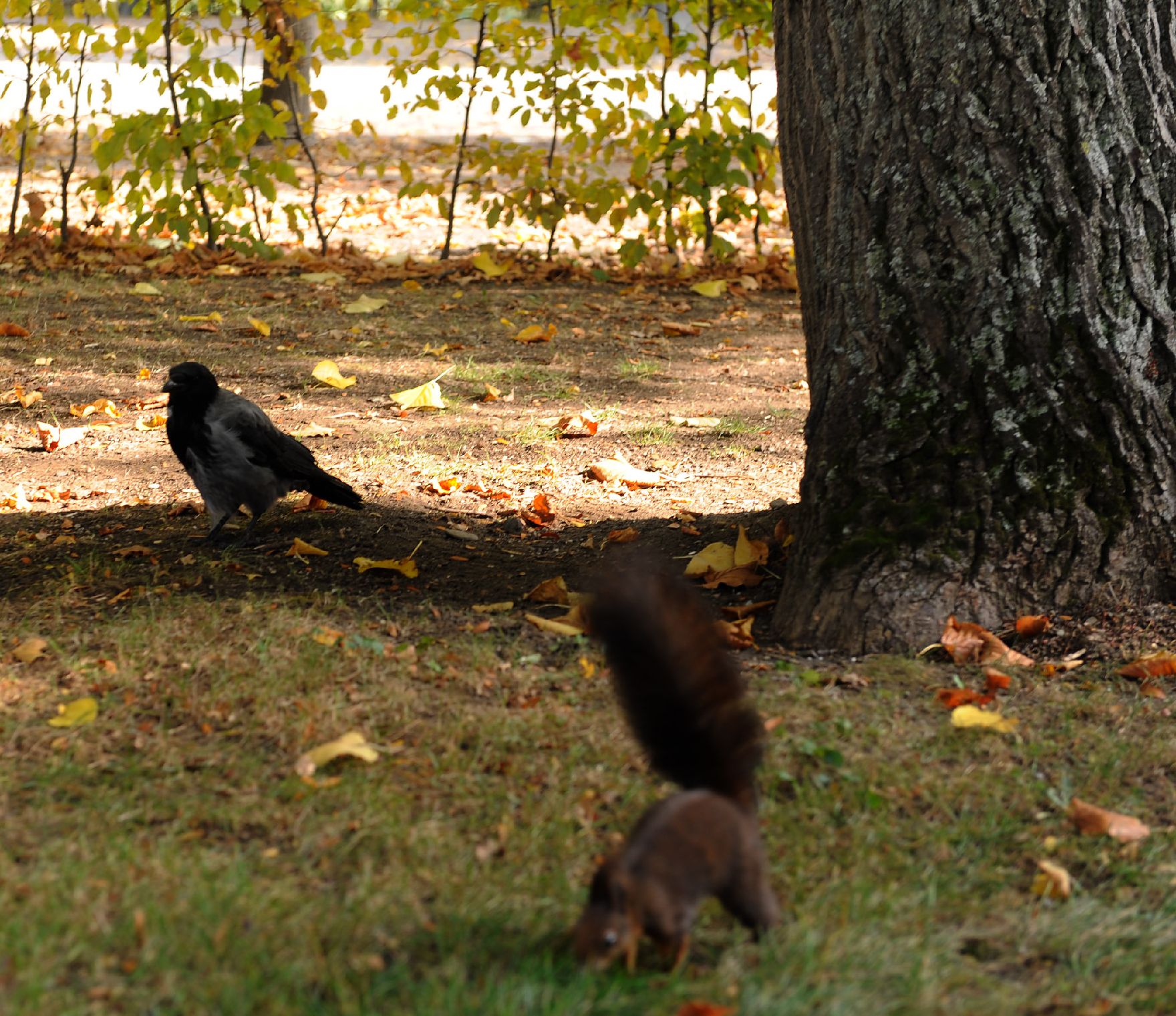 Ein Rabe im herbstlichen Park von Schönbrunn. Im Vordergrund ein Eichkätzchen. Schlagworte: Eichhörnchen, Herbst, Natur, Park, Rabe, Schönbrunn, Tiere, Vogel