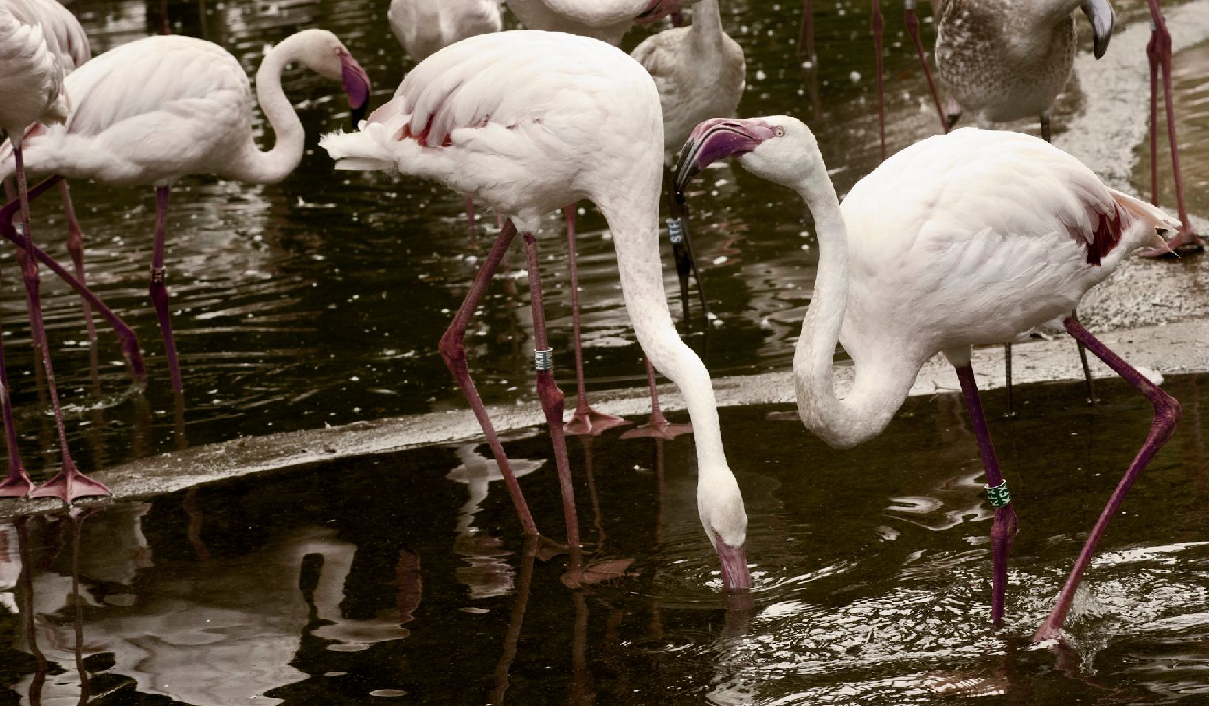 Flamingos im Tiergarten Schönbrunn. Schlagworte: Natur, Tier, Vogel, Wasser
