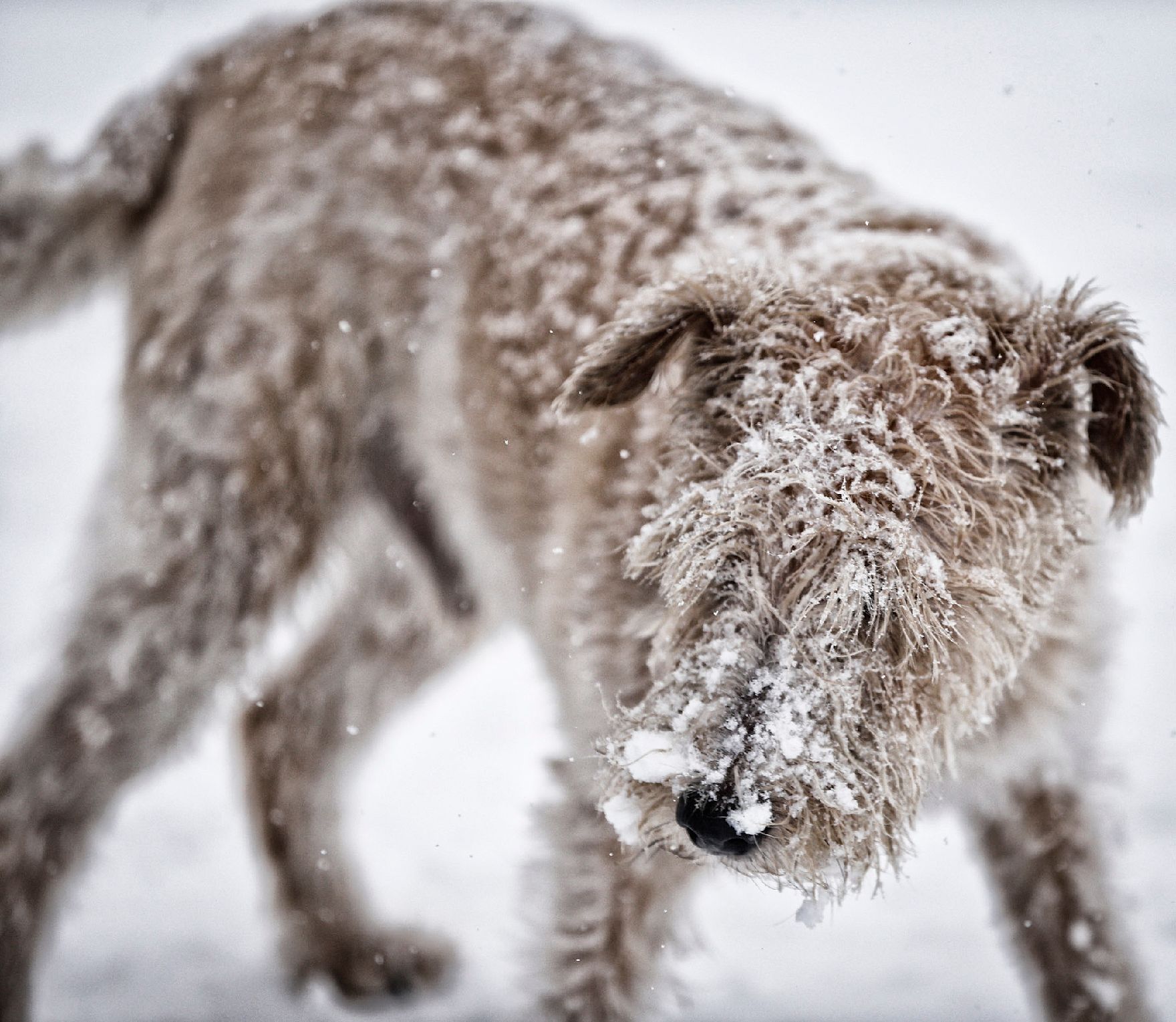 Ein Hund in winterlicher Umgebung. Schlagworte: Hund, Natur, Tier, Schnee, Winter