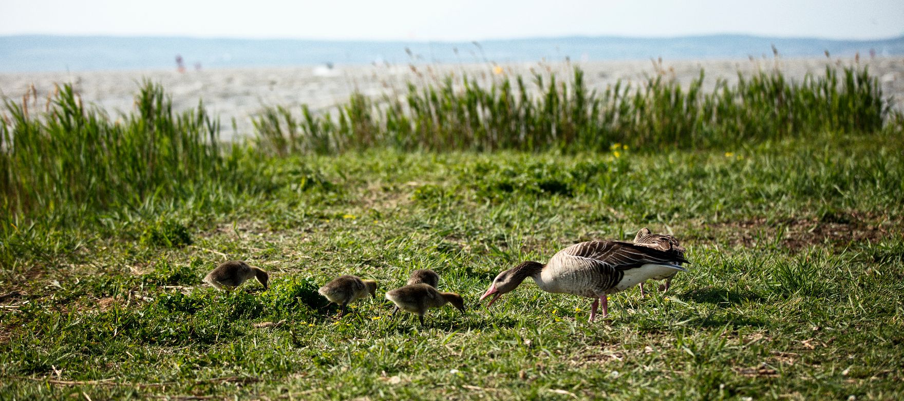 Enten am Neusiedlersee. Schlagwörter: See, Enten, Familie, Tiere