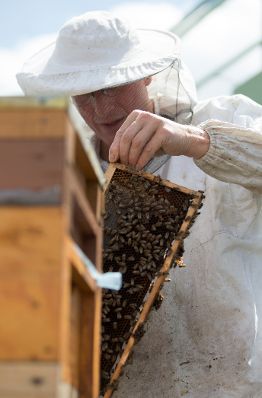 Bienen auf ihren Waben in der Hand eines Imkers. Schlagwörter: Bienen, Insekten, Natur, Tier, Imker, Imkerei, Rat für Landwirtschaft und Fischerei, AGRIFISH, Rat für Umwelt, ENVI