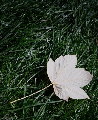 Ein Ahornblatt auf grünem Rasen. Schlagworte: Blatt, Natur, Pflanze, Gras