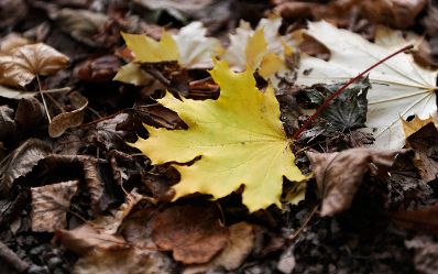 Herbstliches Laub. Schlagworte: Blatt, Blätter, Herbst, Laub, Natur, Pflanzen