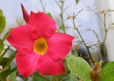 Eine Blume im Volkgarten. Schlagworte: Blume, Blüte, Natur, Pflanze