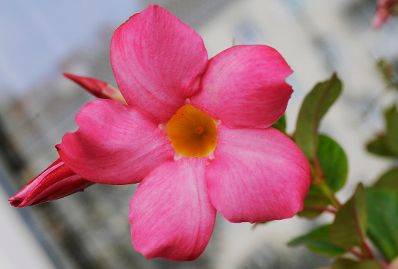 Eine Blume im Volksgarten. Schlagworte: Blume, Blüte, Natur, Pflanze