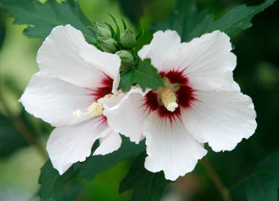 Blühender weisser Hibiskus. Schlagworte: Blume, Blüte, Natur, Pflanze