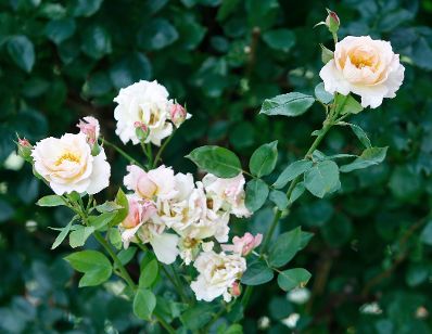 Blühende Rosen im Burggarten. Schlagworte: Blume, Blüte, Natur, Pflanze