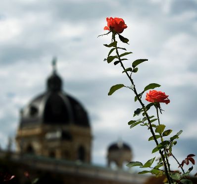 Blühende Rosen vor einer Kuppel. Schlagworte: Blume, Blüte, Gebäude, Himmel, Natur, Pflanze, Wolken