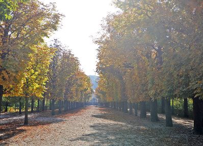 Herbstliche Aufnahme des Schönbrunner Parks. Schlagworte: Allee, Herbst, Natur, Park, Schönbrunn, Stadtlandschaft