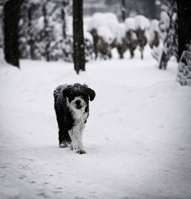 Ein Hund in winterlicher Umgebung. Schlagworte: Hund, Natur, Tier, Schnee, Winter