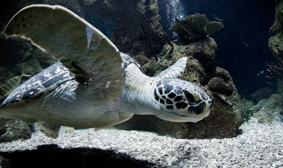 Seeschildkröte im Haus des Meeres. Schlagworte: Natur, Tier, Reptil, Wasser