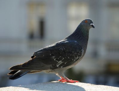 Eine Taube sitzt auf einem Mauervorsprung. Schlagworte: Natur, Stadtleben, Tier, Vogel